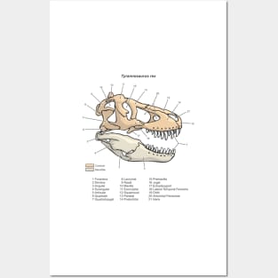 Tyrannosaurus rex Skull Diagram Posters and Art